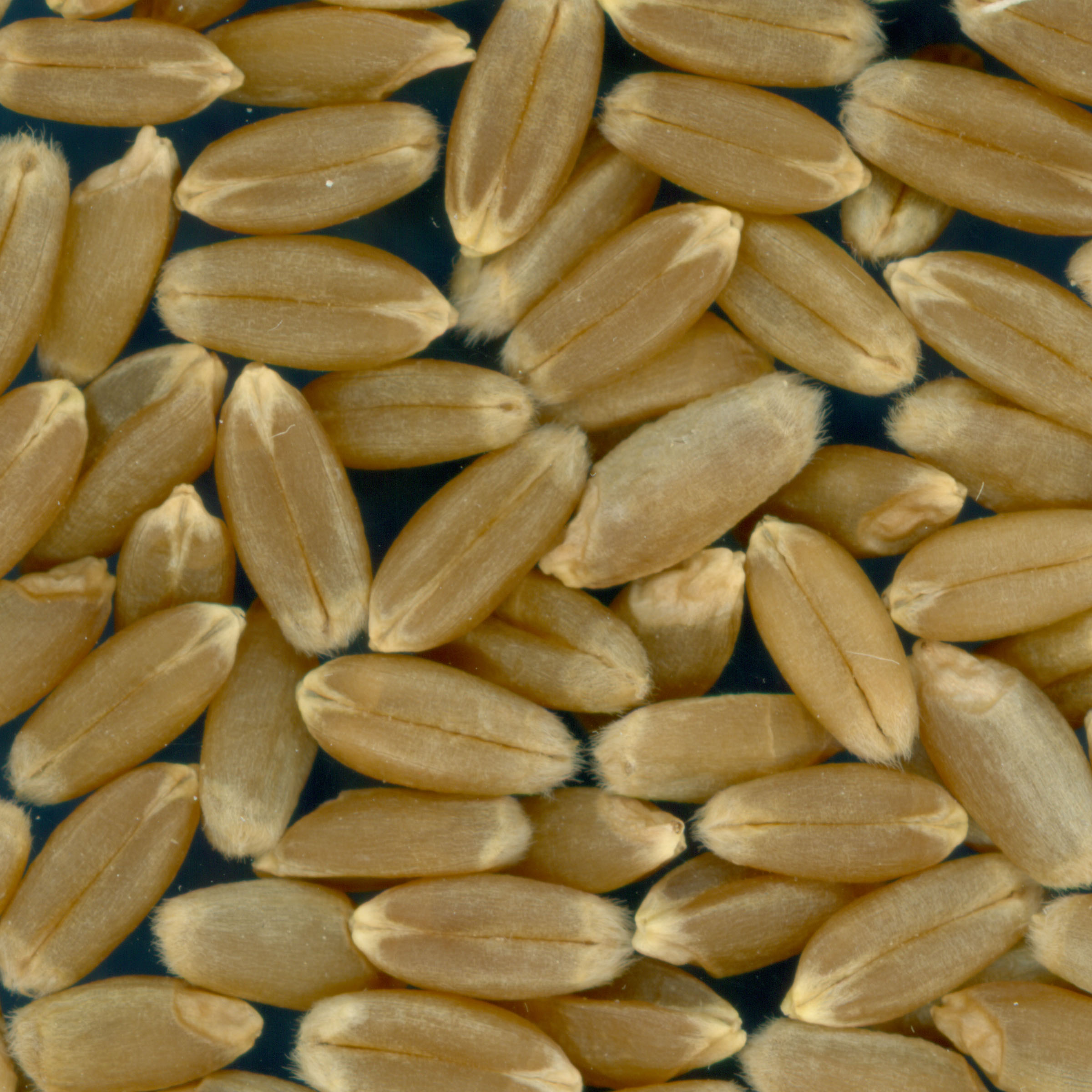 KERNELS